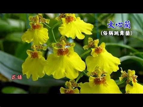 跳舞蘭 花語|花語